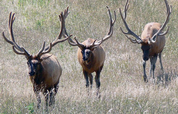 Elk Antler Large Chew