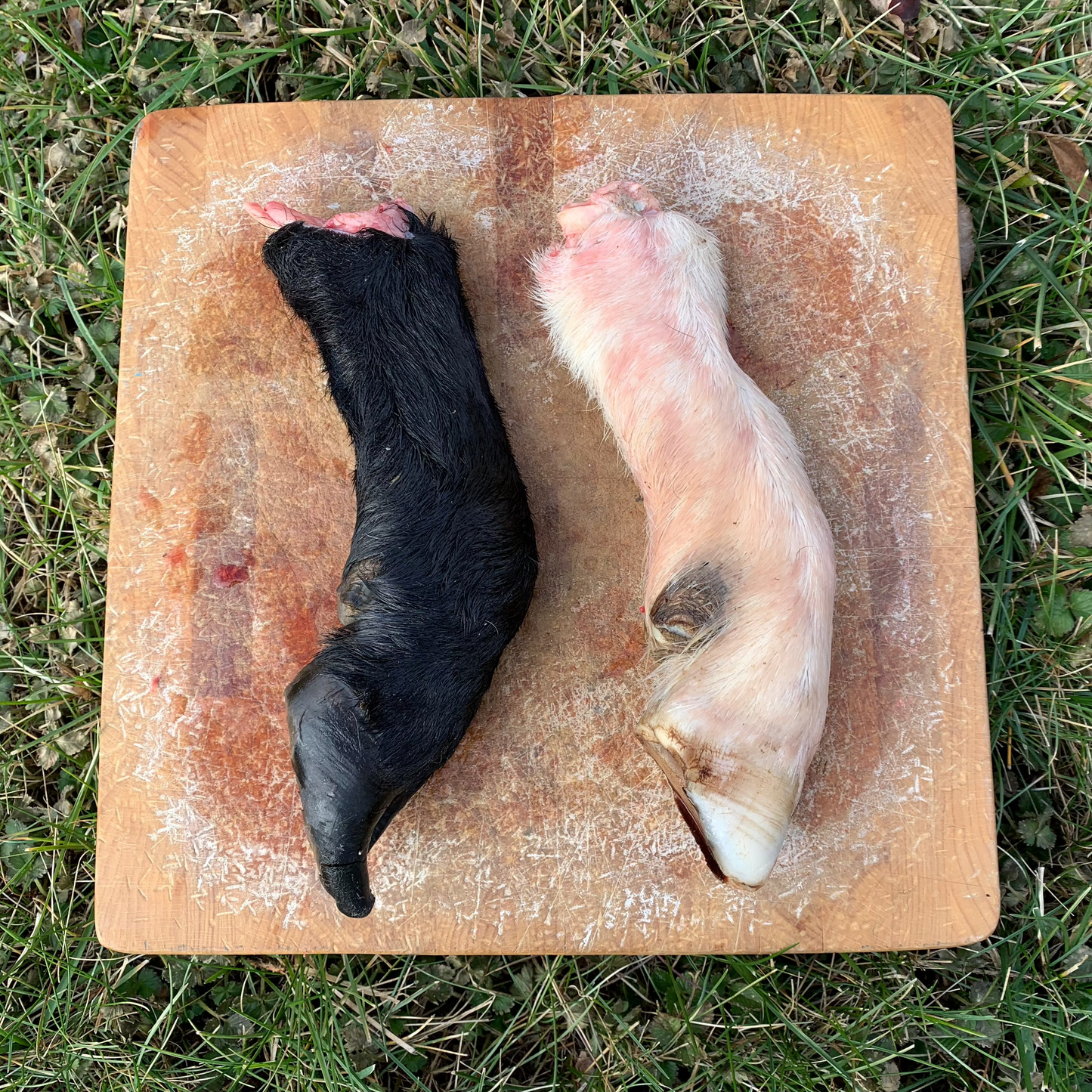 Lamb Trotters with Hide & Hoof - 2 pk